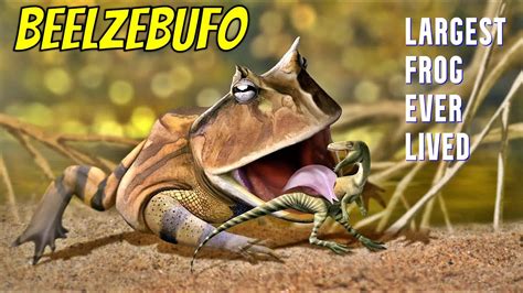 Beelzebufo Largest Frog Ever Lived Youtube