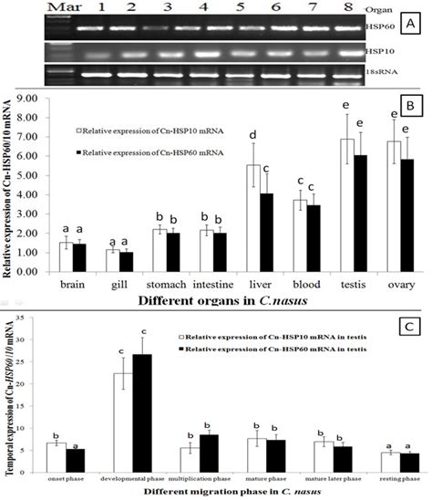 Hsp60 And Hsp10 Mrna Expression Patterns A B Are For Different