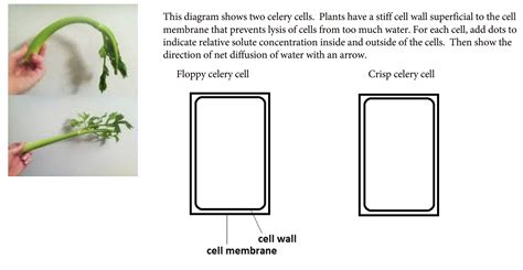 Solved This Diagram Shows Two Celery Cells Plants Have A