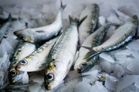 Pesca da sardinha autorizada a partir de 17 de maio Rádio Geice