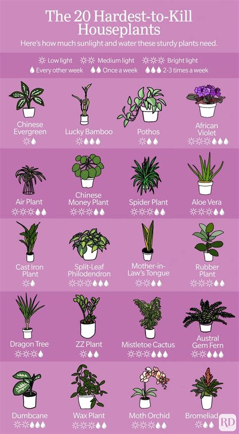 20 Low Maintenance Houseplants Anyone Can Grow Plants House Plants