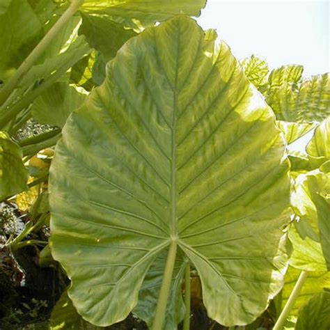 Alocasia Bulb Upright Odora Elephant Ears Siteone