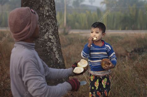 Boy Eating Coconut Myanmar Stock Image C0494348 Science Photo