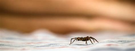 How Do Spiders Enter Your Home Las Vegas Nv Pest Control Inc