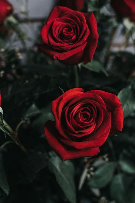 Red Rose Flower Wallpaper Phone | Best Flower Site