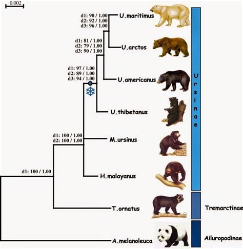 Todo Sobre Osos Historia Evolutiva