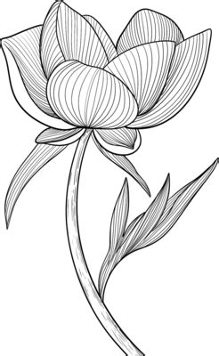 Flower Line Drawing PNGs for Free Download