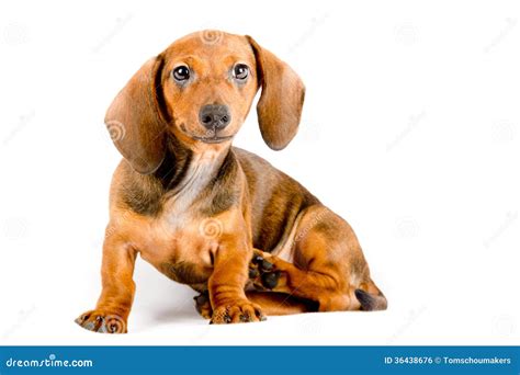 Cute Dachshund Puppy Sitting Royalty Free Stock Image Image 36438676