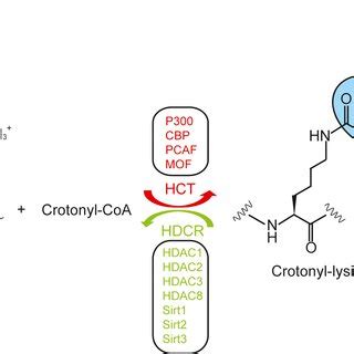 Protein Crotonylation Is Balanced By Hct And Hdcr And Recruits