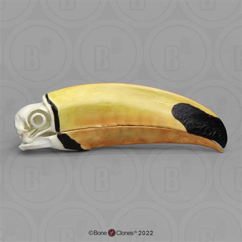 Toco Toucan Skull Bone Clones Osteological Reproductions