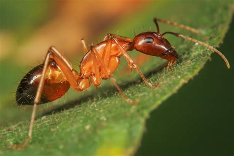 Sortes De Fourmis Fourmi Pharaon