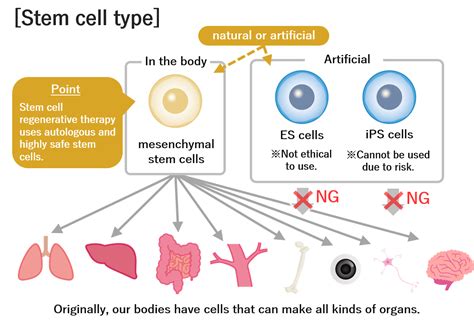 What Is Stem Cell Regenerative Therapy Detailed Explanation Of Advantages Disadvantages And