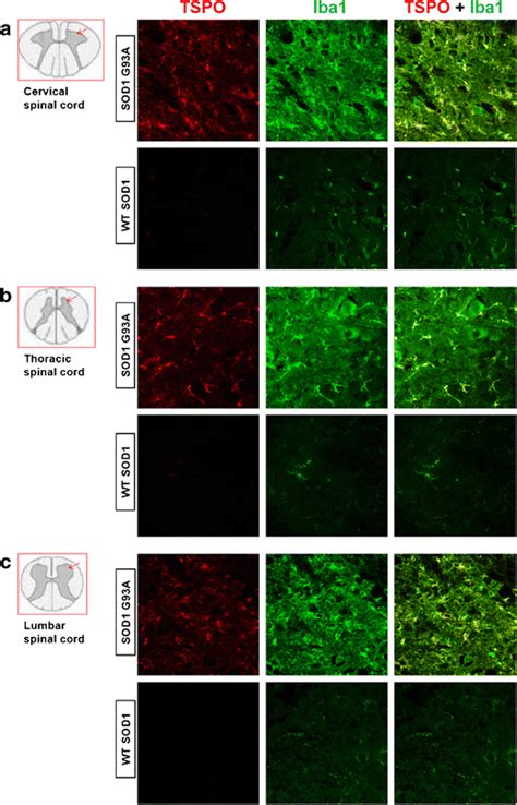 Representative Confocal Laser Scanning Microscopy Images Of