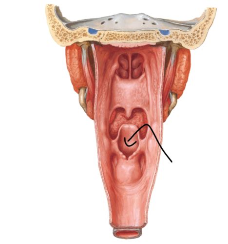 Cart Es Anatomia P Sistema Digest Rio Pr Tica Quizlet