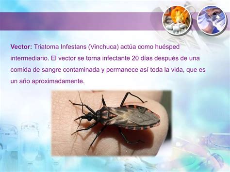 Enfermedad De Chagas Ppt Descarga Gratuita