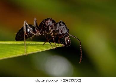 Trap Jaw Ant Royalty Free Images Stock Photos Pictures Shutterstock