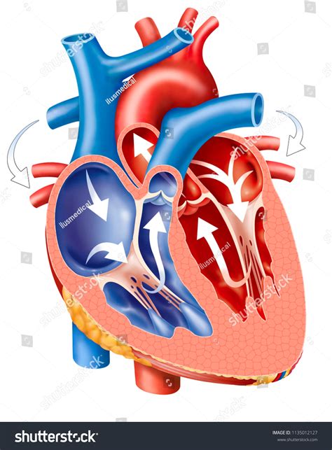 510 Heart atria Images, Stock Photos & Vectors | Shutterstock