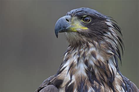 Deszczowy dzień w czatowni Poland WildLife Kutno