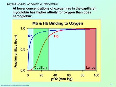 Hemoglobin Oxygen Binding Curve