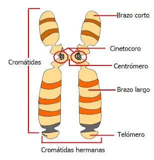 La Célula Cromosomas Estructura y Clasificación