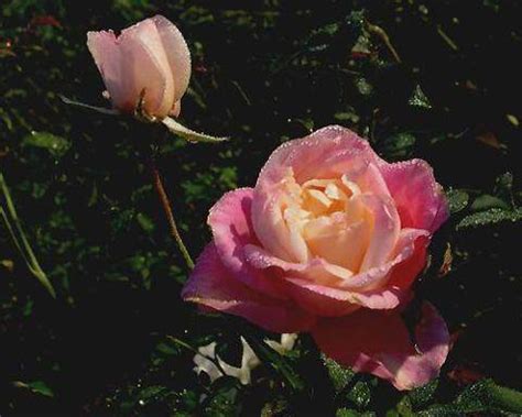 Expert Recommendations Best Roses To Grow In South Florida Florida