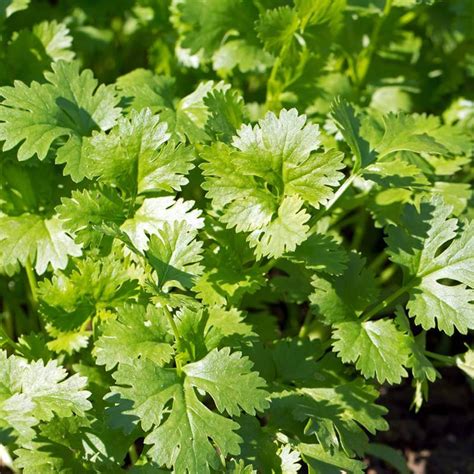 Seeds Of Coriandrum Sativum Slow Bolt Coriander Tog