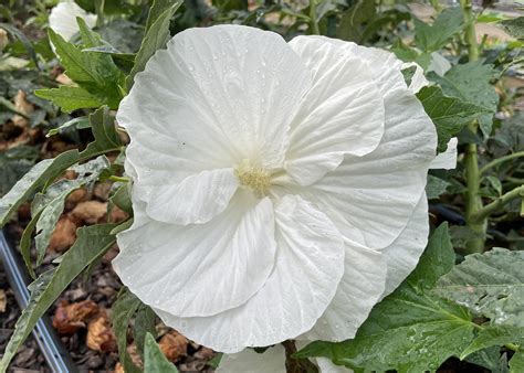 Perennial Hardy Hibiscus Has Big Flowers Big Impact Mississippi