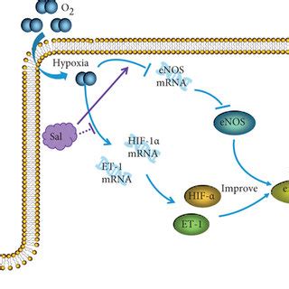 Mechanism Of Salidroside Improving The Diastolic And Systolic Function