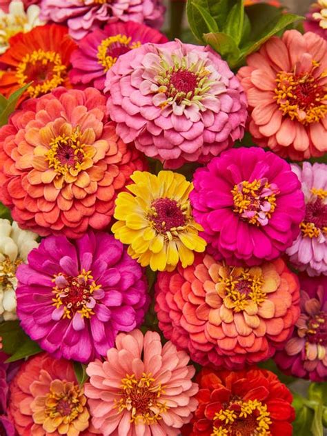 Zinnia, Cut & Come Again Mixed Colors - Burpee