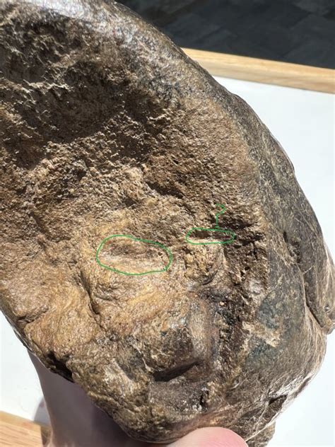 Partial Ceratopsian Horn With T Rex Bite Marks Fossil Id The