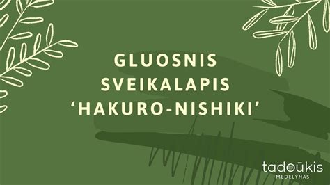 Gluosnis Sveikalapis Hakuro Nishiki Nuostabus Kiemo Akcentas YouTube