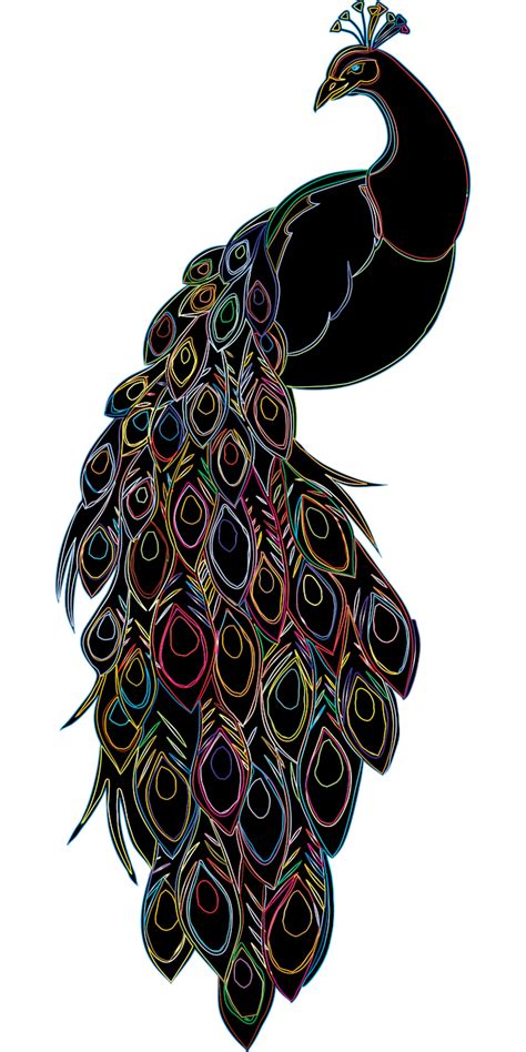 Over 100 Free Peacock Vectors Pixabay Pixabay