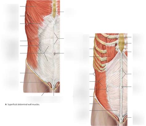 Abdomen1 Diagram Quizlet