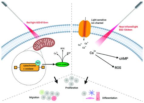 The Application Of Red Light 600 810 Nm Is Absorbed By The Enzyme