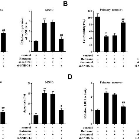 Interference Of Snhg Ameliorated Da Neuron Injury Induced By