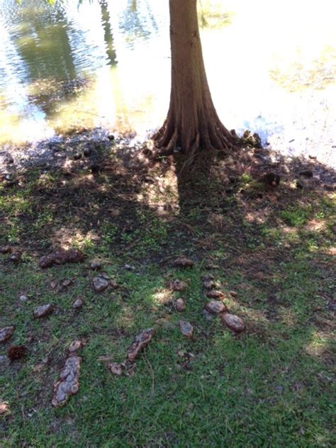 bald cypress knees 2 | Gardening in the Panhandle