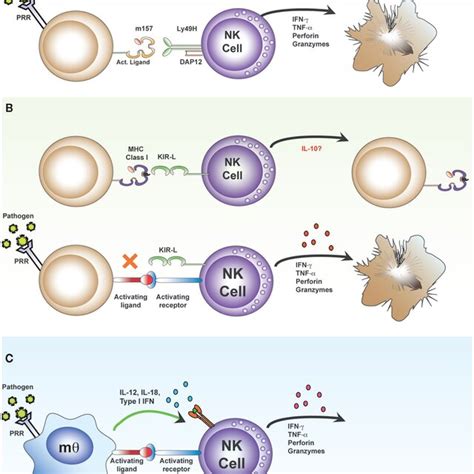 Environmental Cues Modulate Pro Inflammatory And Regulatory NK Cell