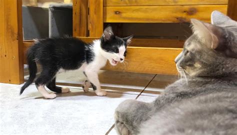 初対面の先住猫にいきなり喋り出した保護子猫。妙にやる気満々の子猫と戸惑い気味の先住猫のやりとりが面白い♪ エウレカ！