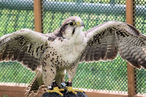 Rare Animal Species In Colorado That Are Endangered Or Threatened