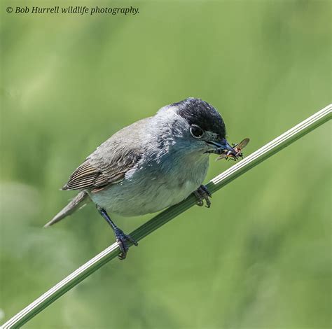 Blackcap Male Martin Mere WWT Bob Hurrell Wildlife Flickr