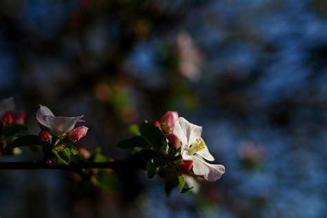 Apple Tree Bloom Flowers Free Nature Pictures By Forestwander Nature