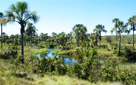 Cerrado Brasileiro Um Ecossistema Único e sua Importância Ambiental