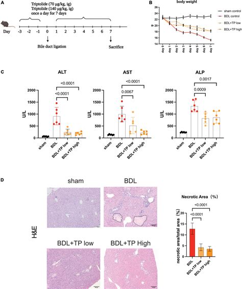 Frontiers Triptolide Increases Resistance To Bile Duct Ligation