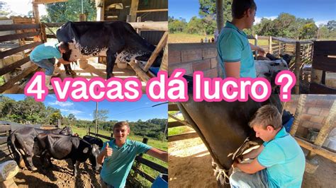 Meu Lucro Mensal Vacas Vacas Leiteiras Em Um S Tio Pequeno