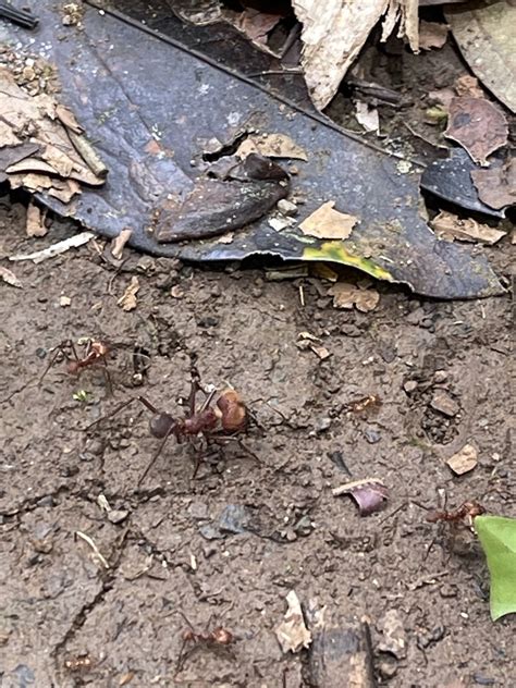 Hairy Headed Leafcutter Ant From Sendero Universal Sarapiqui Heredia