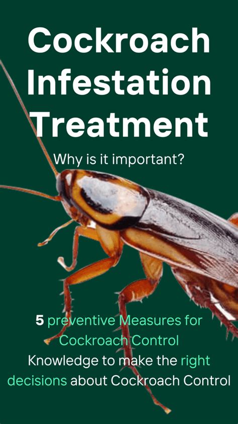 5 Best Effective Cockroach Infestation Treatment Tips - 2024