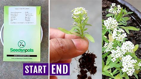 How To Grow Alyssum From Seeds Easily Youtube