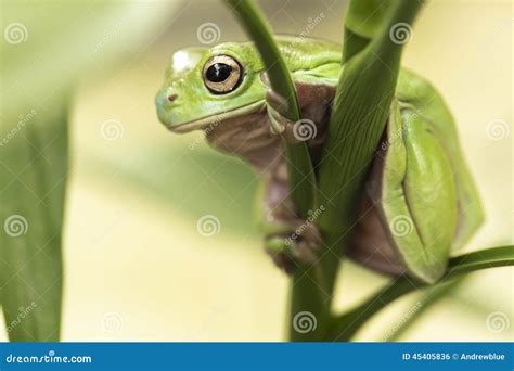 Australian Green Tree Frog stock photo. Image of green - 45405836