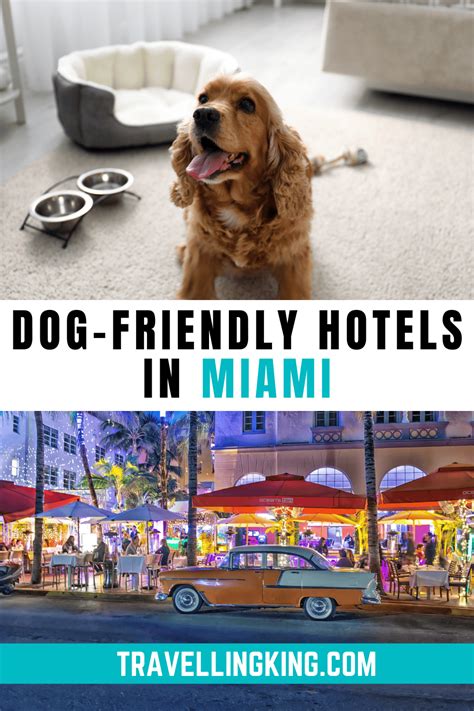 The Best Dog Friendly Hotels In Miami A Pet Owners Guide