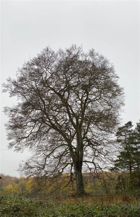 Solve Naked Tree At Clumber Park UK Jigsaw Puzzle Online With 40 Pieces